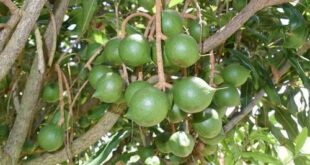 Trồng và chăm sóc hạt quý Mắc Ca từ thiên nhiên